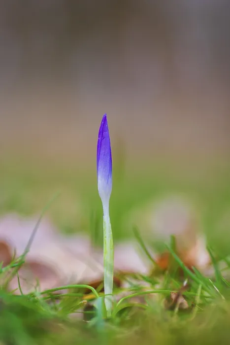 Framed Print : Nature Print: Spring Crocus (Crocus vernus) in Diffuse Light