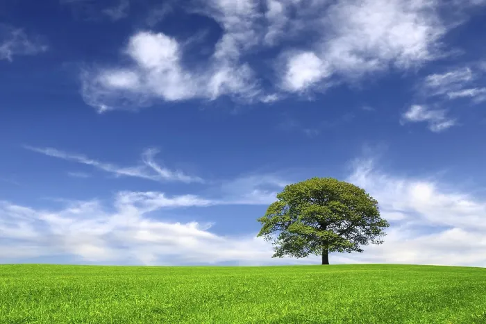 Framed Print : Nature Print on Sky Background Framed Print : Nature Print on Sky Background