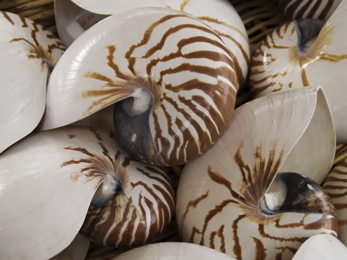 Framed Print : Nautilus Shell Print Framed Print : Nautilus Shell Print