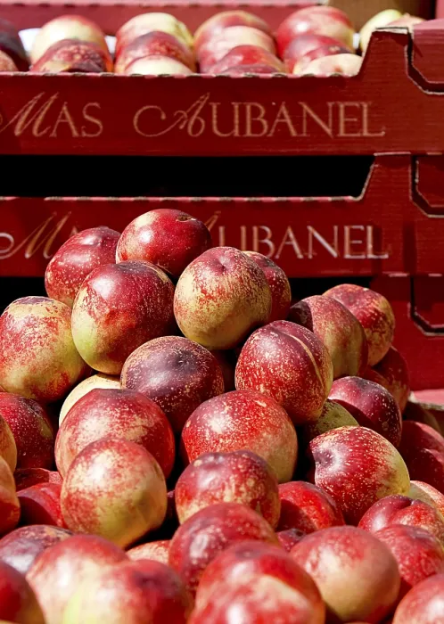 Framed Print : Nectarine Print by ImageBROKER Framed Print : Nectarine Print by ImageBROKER