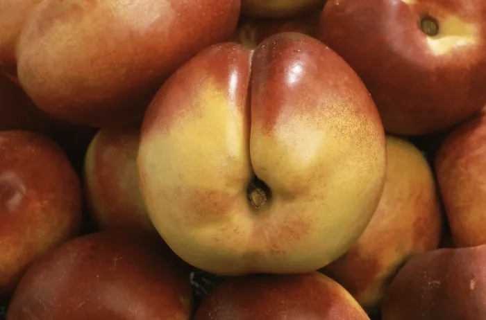 Framed Print : Nectarines: A Mutated Peach Variety Print Framed Print : Nectarines: A Mutated Peach Variety Print