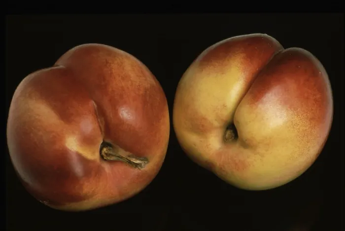 Framed Print : Nectarine Print: A Peach Mutation Framed Print : Nectarine Print: A Peach Mutation