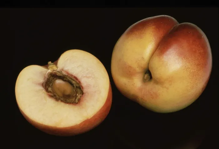Framed Print : Nectarine Print: A Peach Mutation Framed Print : Nectarine Print: A Peach Mutation