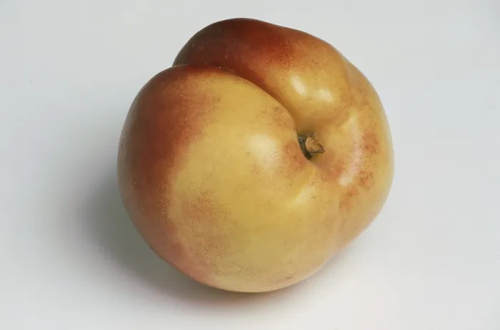 Framed Print : Nectarine Print: A Peach Mutation Framed Print : Nectarine Print: A Peach Mutation