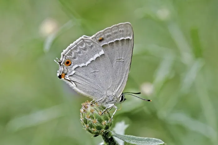 Framed Print : Neozephyrus quercus Print, Blue Oaktip Elder Butterfly