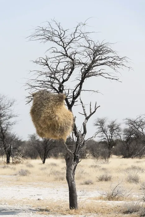 Framed Print : Sociable Weaver Nesting Colony Print, Etosha National Park Framed Print : Sociable Weaver Nesting Colony Print, Etosha National Park