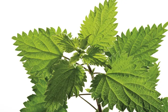 Framed Print : Nettle (Urtica) Print Framed Print : Nettle (Urtica) Print