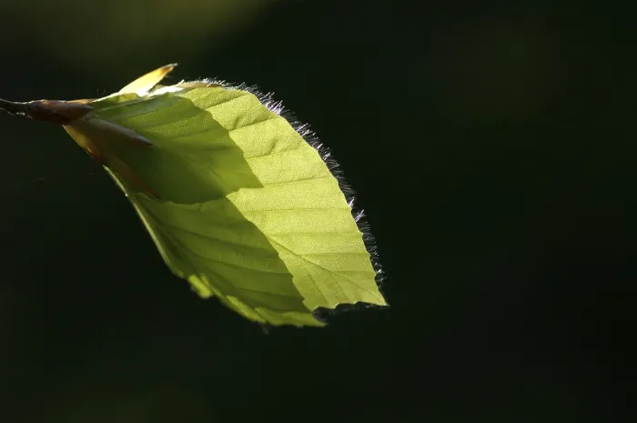 Framed Print : New Beech Leaves in Spring Print Framed Print : New Beech Leaves in Spring Print