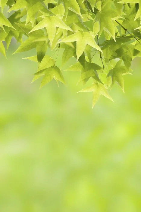 Framed Print : New Maple Leaves in Spring Print