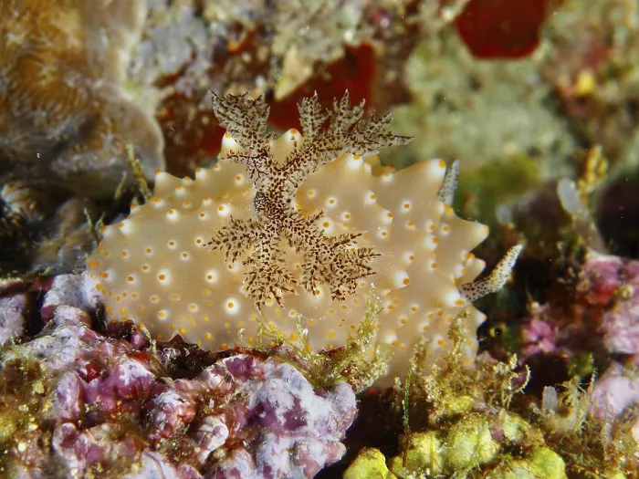 Framed Print : Nudibranch Print with Marine Vegetation Framed Print : Nudibranch Print with Marine Vegetation