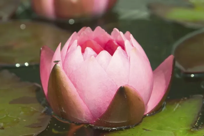 Framed Print : Nymphaeaceae Water Lily Print Framed Print : Nymphaeaceae Water Lily Print