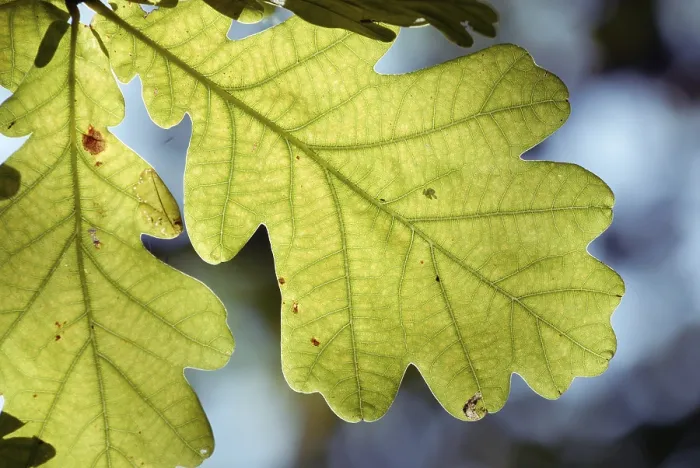 Framed Print : Oak Leaf Print - Detailed Close-up Framed Print : Oak Leaf Print - Detailed Close-up