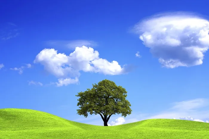 Framed Print : Oak Tree Under Blue Sky Print