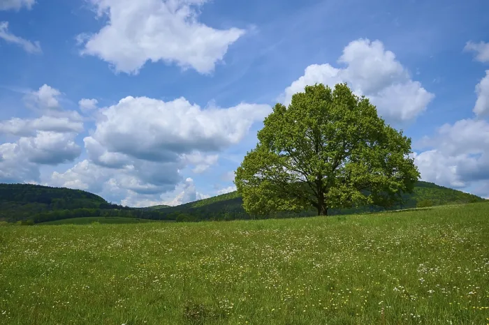 Framed Print : Spring Landscape Print: Oak Tree in Bavaria, Germany