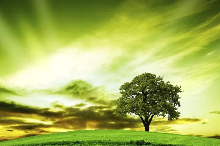 Framed Print : Oak Tree in Summer Print Framed Print : Oak Tree in Summer Print