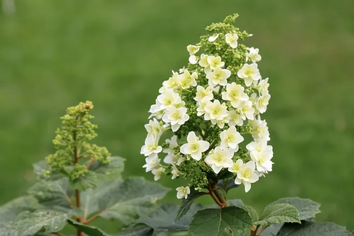 Framed Print : Oakleaf Hydrangea in Bloom Print, Germany Framed Print : Oakleaf Hydrangea in Bloom Print, Germany