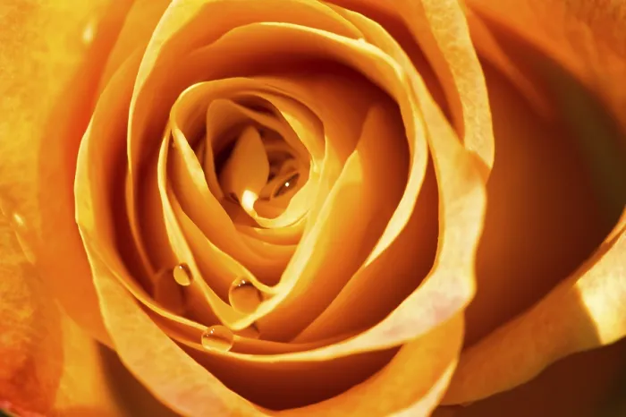 Framed Print : Orange Rose Close-Up Print Framed Print : Orange Rose Close-Up Print