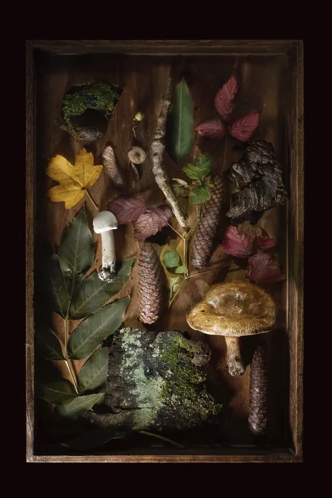 Framed Print : Found Objects in Forest Print, Flat Lay on Wooden Box