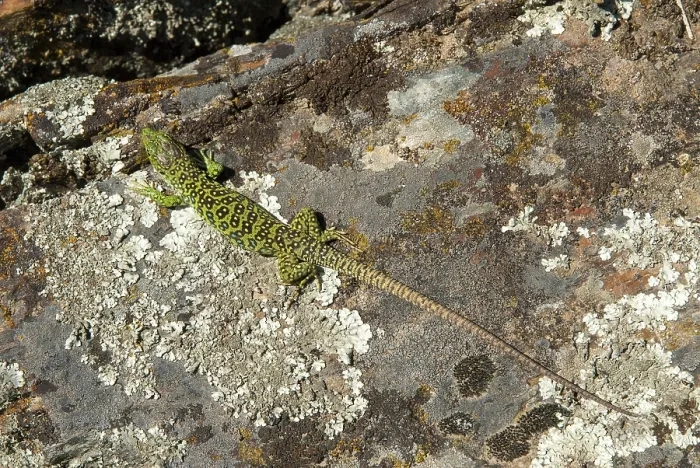 Framed Print : Ocellated Lizard Print, Timon lepidus, Spain Framed Print : Ocellated Lizard Print, Timon lepidus, Spain
