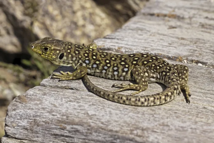 Framed Print : Ocellated Lizard Print - Timon lepidus, Provence, France Framed Print : Ocellated Lizard Print - Timon lepidus, Provence, France