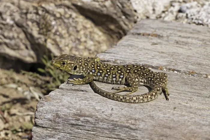 Framed Print : Ocellated Lizard Print - Timon lepidus, Provence, France