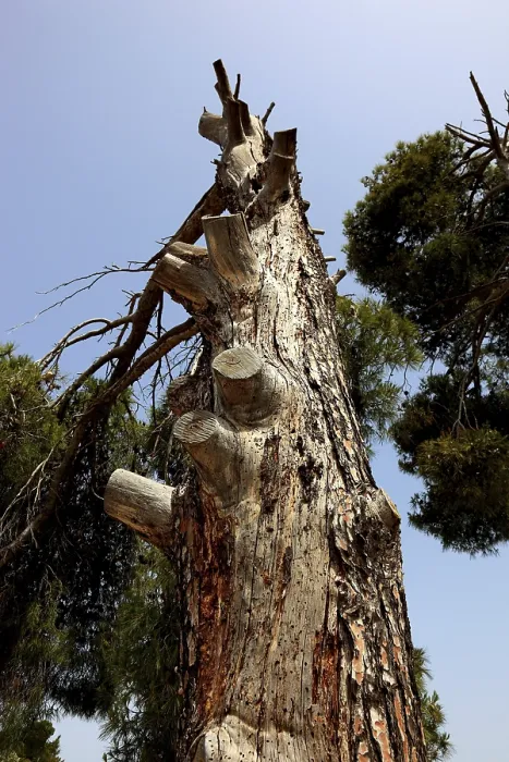 Framed Print : Dead Pine Tree Infestation Print, Crete, Greece