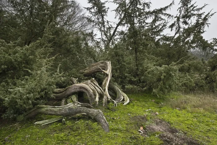Framed Print : Old Common Juniper Print, Emsland Germany
