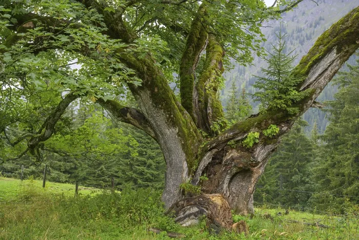 Framed Print : Print of Old Maple Tree with Spruce, Johnsbach, Austria Framed Print : Print of Old Maple Tree with Spruce, Johnsbach, Austria
