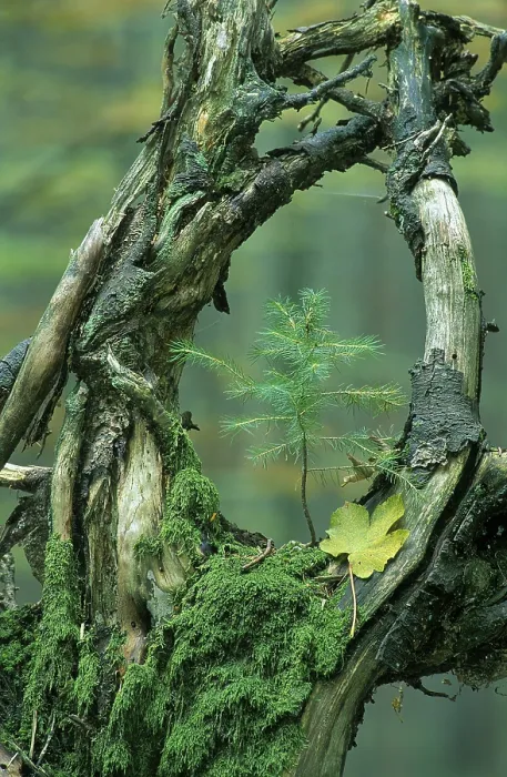 Framed Print : Old Mossy Branches with Young Tree Print Framed Print : Old Mossy Branches with Young Tree Print