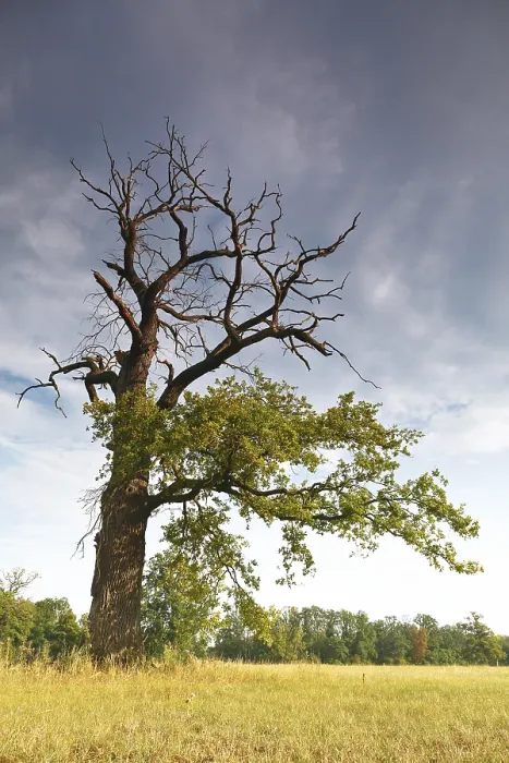 Framed Print : Old Oak in Dying Process, Print of Environmental Decline Framed Print : Old Oak in Dying Process, Print of Environmental Decline