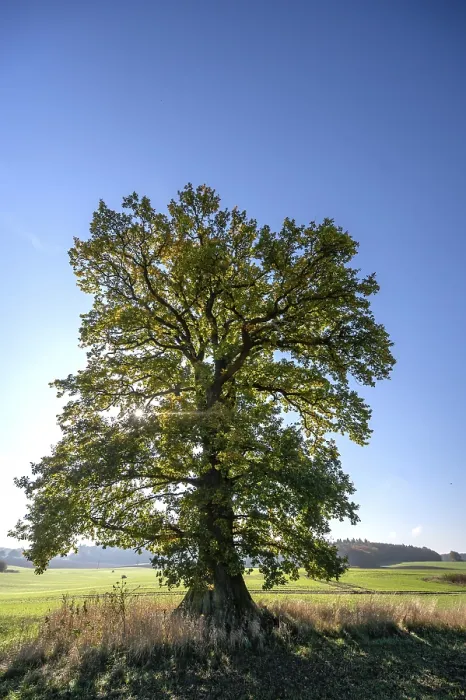 Framed Print : Old Oak Tree Print, Quercus in Backlight, Germany Framed Print : Old Oak Tree Print, Quercus in Backlight, Germany