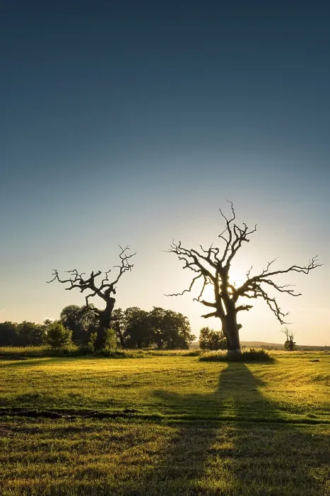 Framed Print : The Old Oaks Print - Majestic Tree Landscape Framed Print : The Old Oaks Print - Majestic Tree Landscape