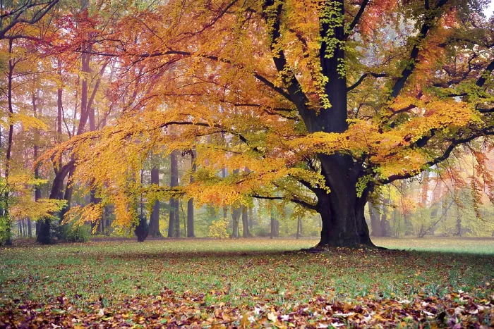 Framed Print : Old Park in Fall Print, Germany Framed Print : Old Park in Fall Print, Germany
