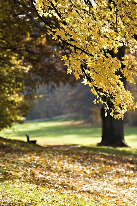 Framed Print : Old Park in Fall Germany Print Framed Print : Old Park in Fall Germany Print