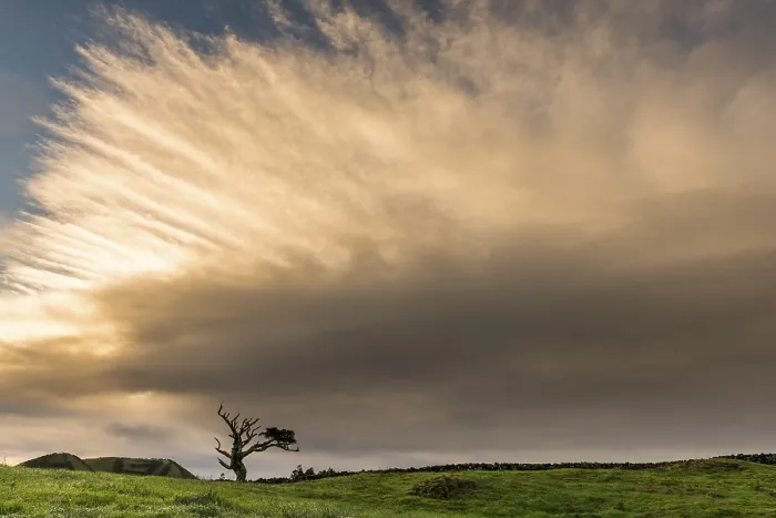 Framed Print : Old Tree with Thundercloud Print, Pico Island, Azores Framed Print : Old Tree with Thundercloud Print, Pico Island, Azores