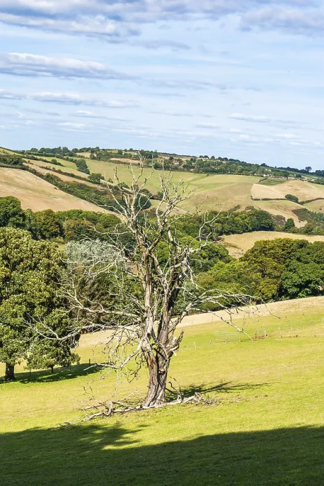 Framed Print : Devon Landscape Print - Old Tree on Farms and Fields Framed Print : Devon Landscape Print - Old Tree on Farms and Fields