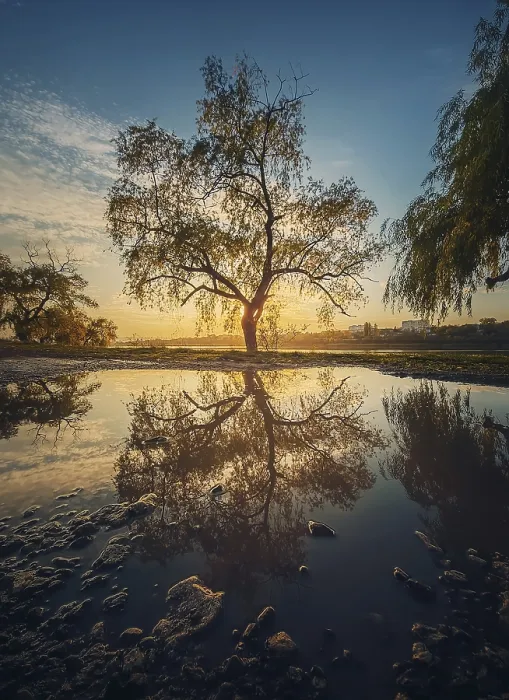 Framed Print : Old Willow Tree Print - Sunset Reflection Framed Print : Old Willow Tree Print - Sunset Reflection