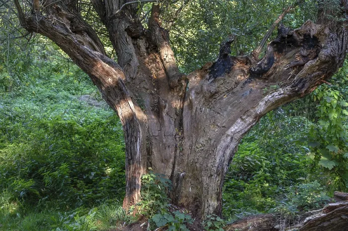 Framed Print : Old Willow Tree (Salix) Split by Lightning Print, Germany Framed Print : Old Willow Tree (Salix) Split by Lightning Print, Germany