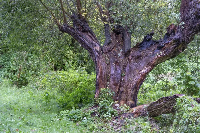 Framed Print : Old Willow Tree Split by Lightning Print, DarB, Germany Framed Print : Old Willow Tree Split by Lightning Print, DarB, Germany