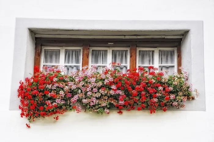 Framed Print : Old Window with Flowers Print Framed Print : Old Window with Flowers Print