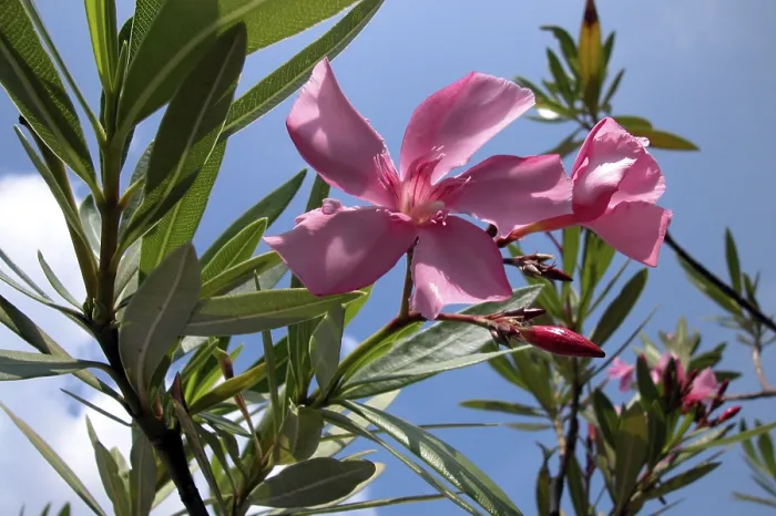 Framed Print : Oleander Oleander Print by ImageBROKER Framed Print : Oleander Oleander Print by ImageBROKER