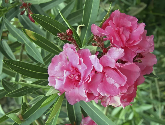Framed Print : Oleander Print - Colorful Blooms in a Garden Setting Framed Print : Oleander Print - Colorful Blooms in a Garden Setting