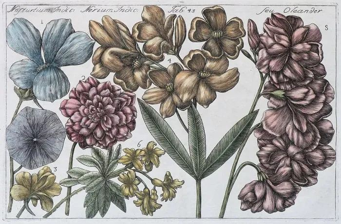 Framed Print : Hand-coloured copper engraving print of Oleander (Nerium oleander) Framed Print : Hand-coloured copper engraving print of Oleander (Nerium oleander)