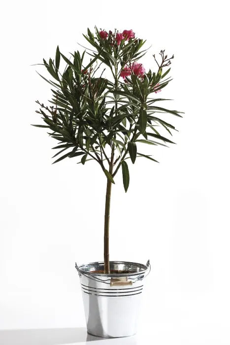 Framed Print : Oleander (Nerium oleander) Print Framed Print : Oleander (Nerium oleander) Print