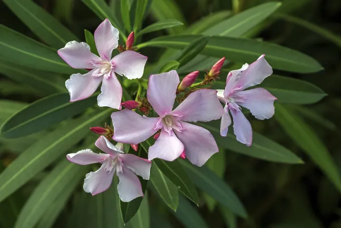 Framed Print : Oleander (Nerium oleander) Print, Baden-Wurttemberg, Germany Framed Print : Oleander (Nerium oleander) Print, Baden-Wurttemberg, Germany