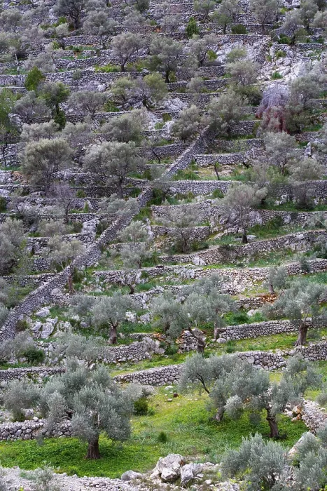 Framed Print : Olive Trees on a Terrace in Caimari, Majorca, Spain Print Framed Print : Olive Trees on a Terrace in Caimari, Majorca, Spain Print