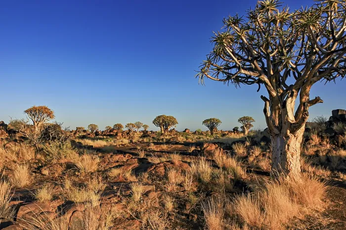Framed Print : Baobab Landscape Print - Quiver Tree Forest, Namibia