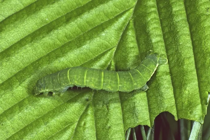 Framed Print : Oporinia dilutata Print - Spanner Caterpillar Camouflage Framed Print : Oporinia dilutata Print - Spanner Caterpillar Camouflage