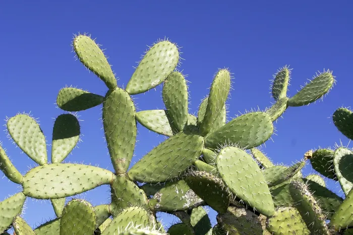 Framed Print : Opuntia Opuntia Print Framed Print : Opuntia Opuntia Print