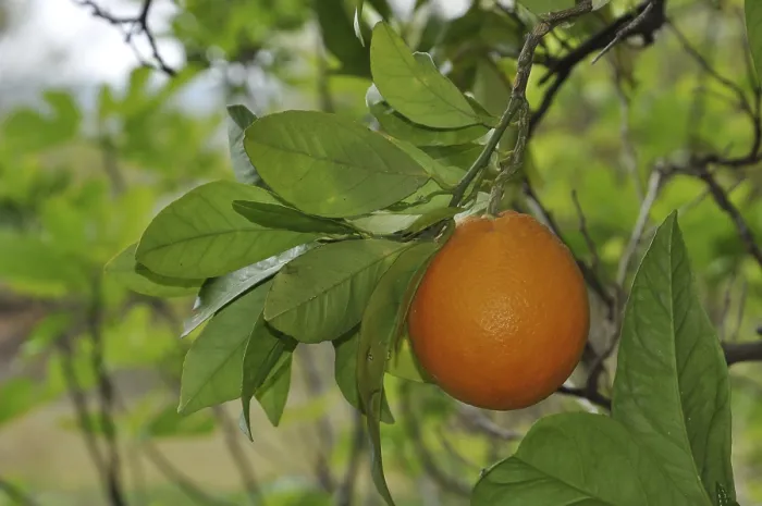Framed Print : Orange Tree Print with Ripe Fruit and Leaves Framed Print : Orange Tree Print with Ripe Fruit and Leaves